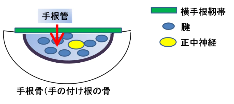正常の手根管